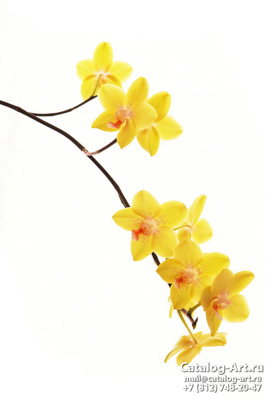 Yellow orchids 4